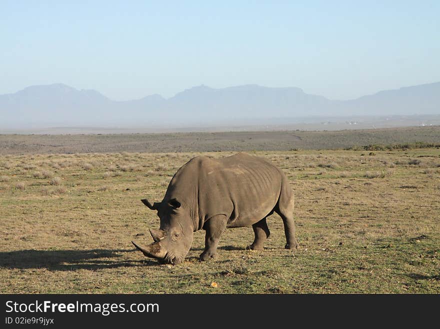 Rhinoceros Grazing In A Field