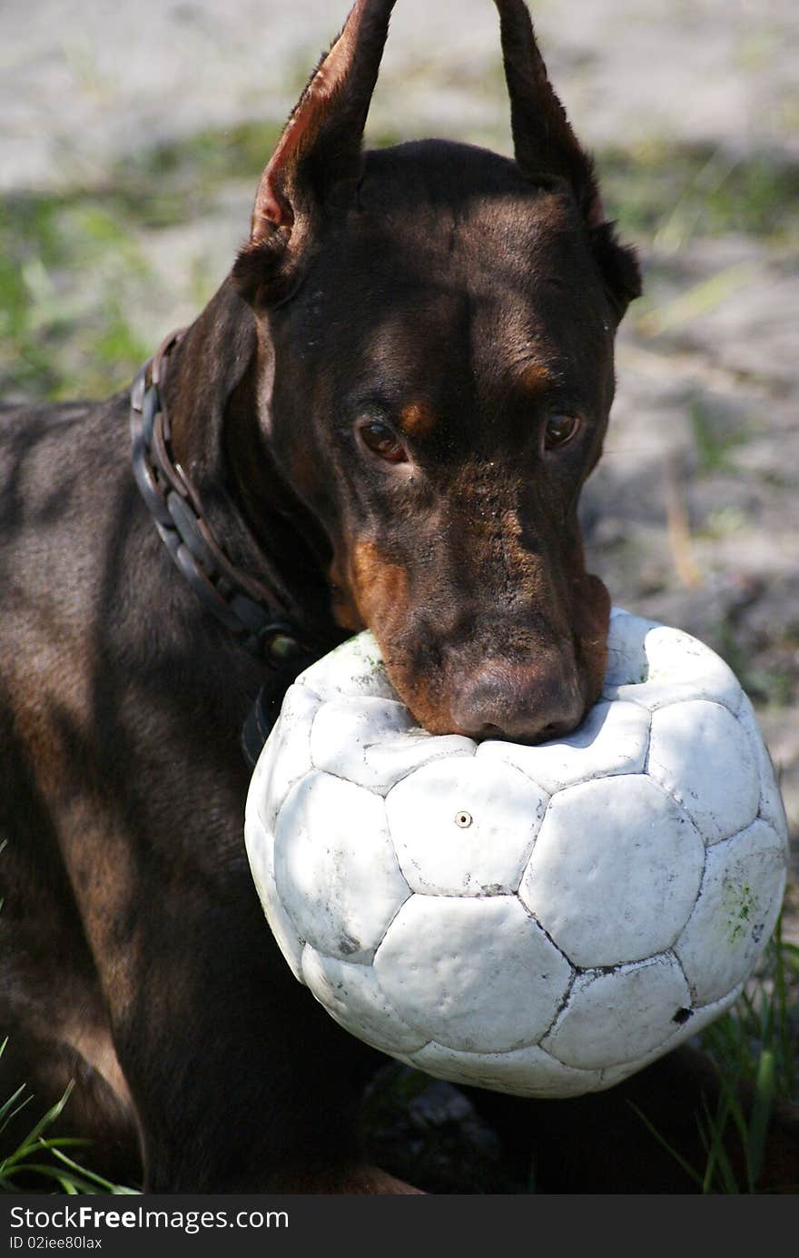 Dog is doberman playing with ball in forest