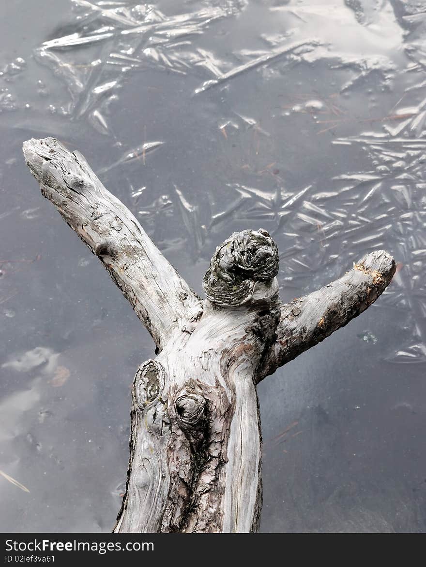 Root of a tree against a water surface tightened by thin ice