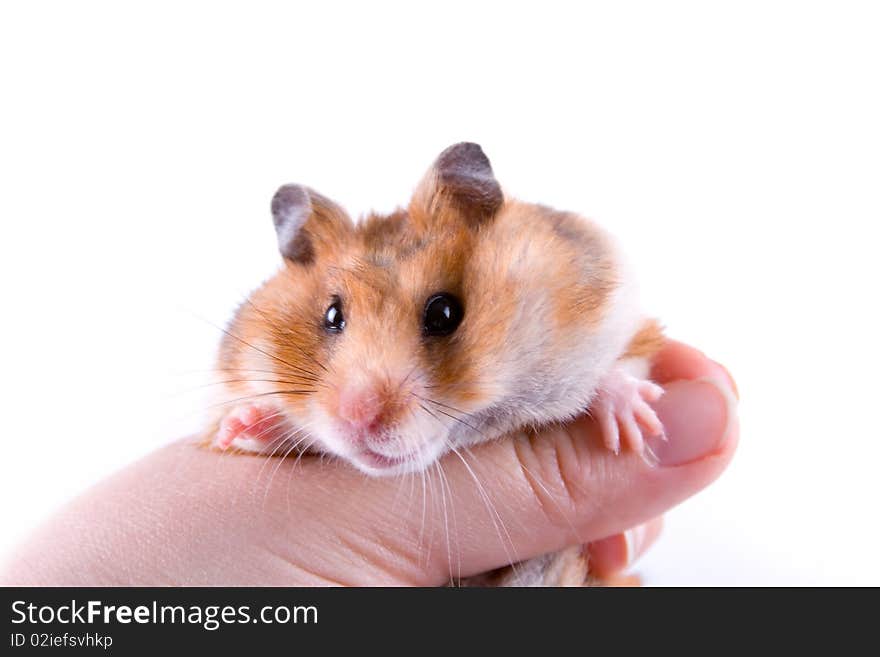 Hamster in hand