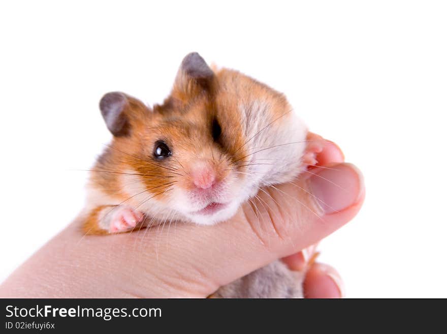 Hamster in hand