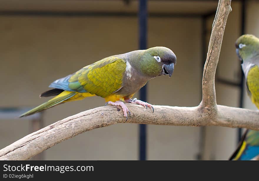 Rock Parakeet. Pyrrhura rupicola