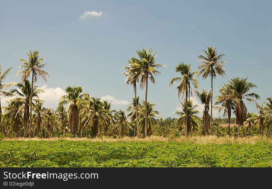 Tropical landscape with palm trees.