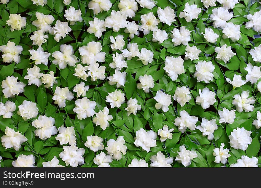 White flowers on a green background