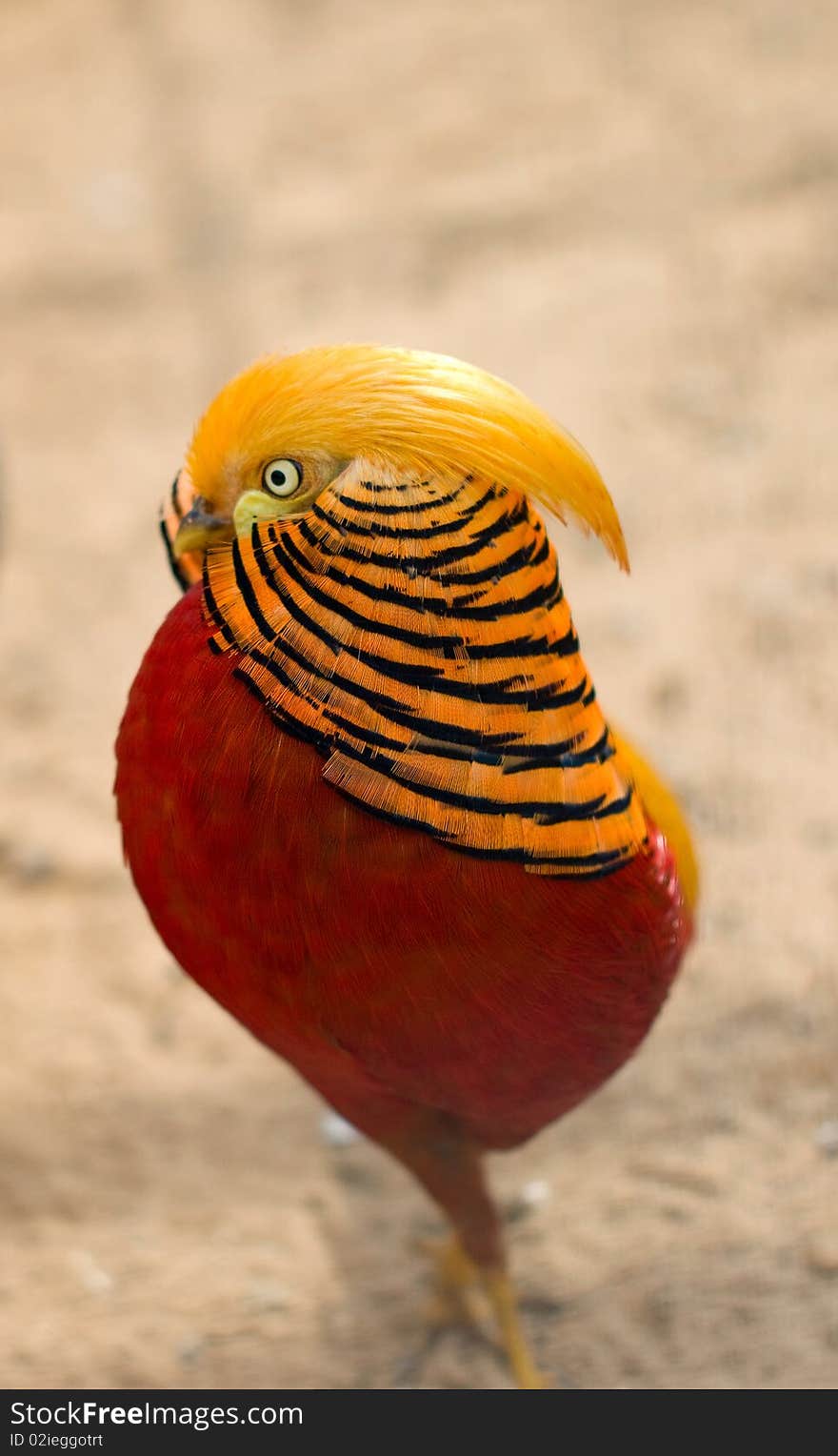 A portrait of Golden Pheasant. Chinese Pheasant.