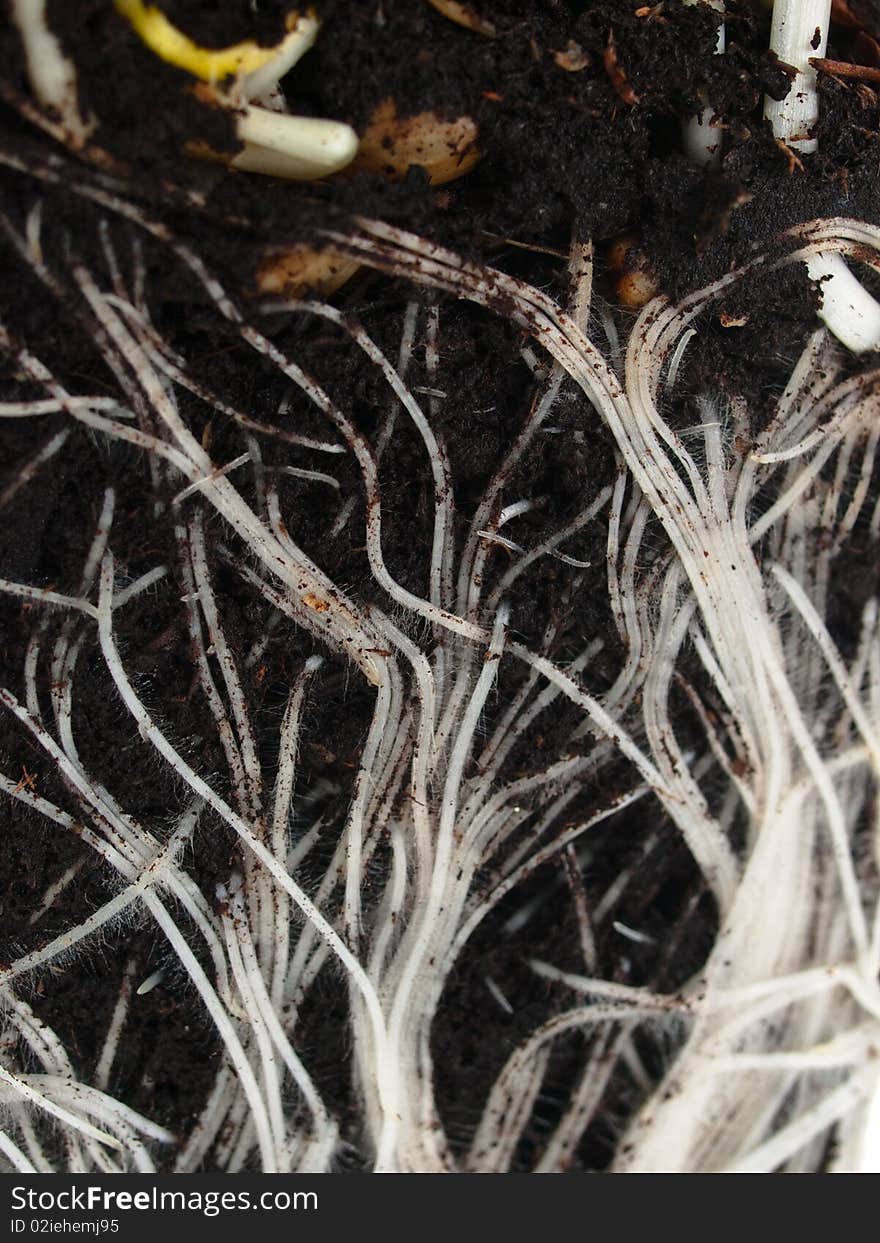 Roots macro view