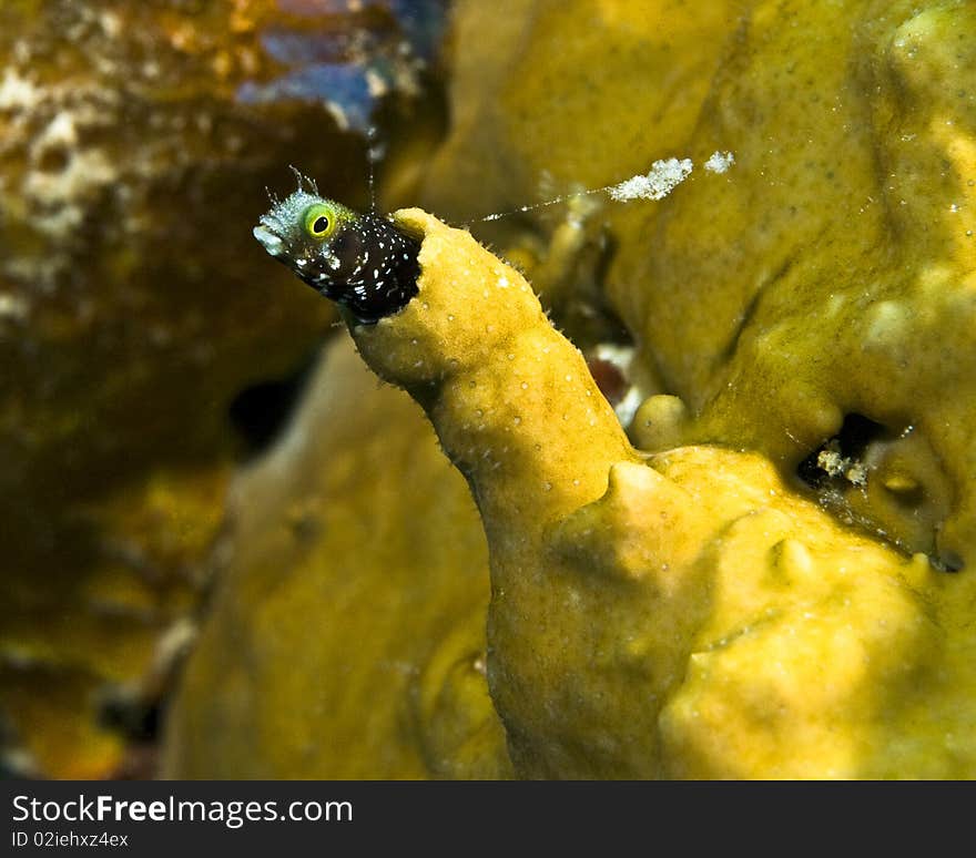 Blenny in yellow coral house. Blenny in yellow coral house