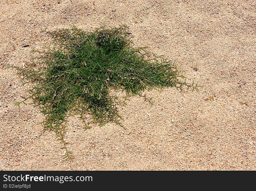 The growth of grass on the hot sand. The growth of grass on the hot sand