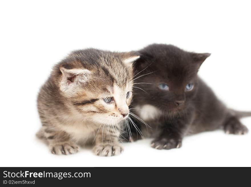 Striped and black little kittens on white background. Striped and black little kittens on white background