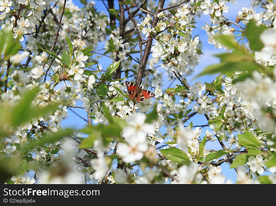 A butterfly on the cherry flowers