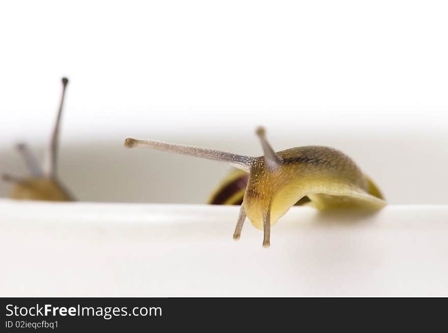 Snails. animal isolated on the white background. Snails. animal isolated on the white background