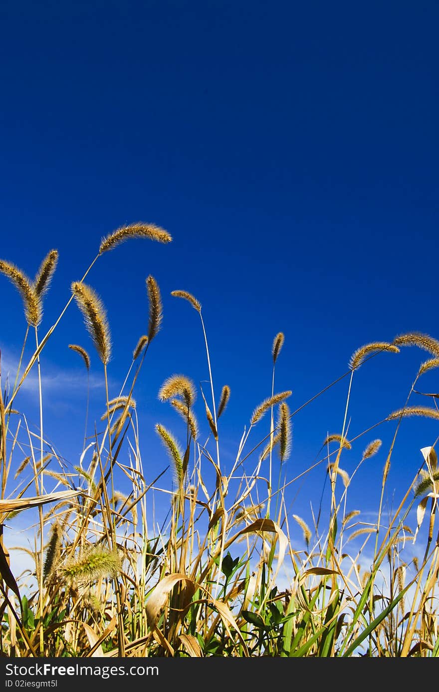 Bristlegrass Under Blue Sky