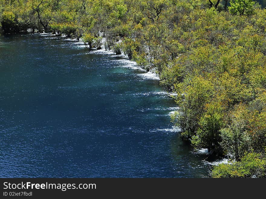 Grove on river