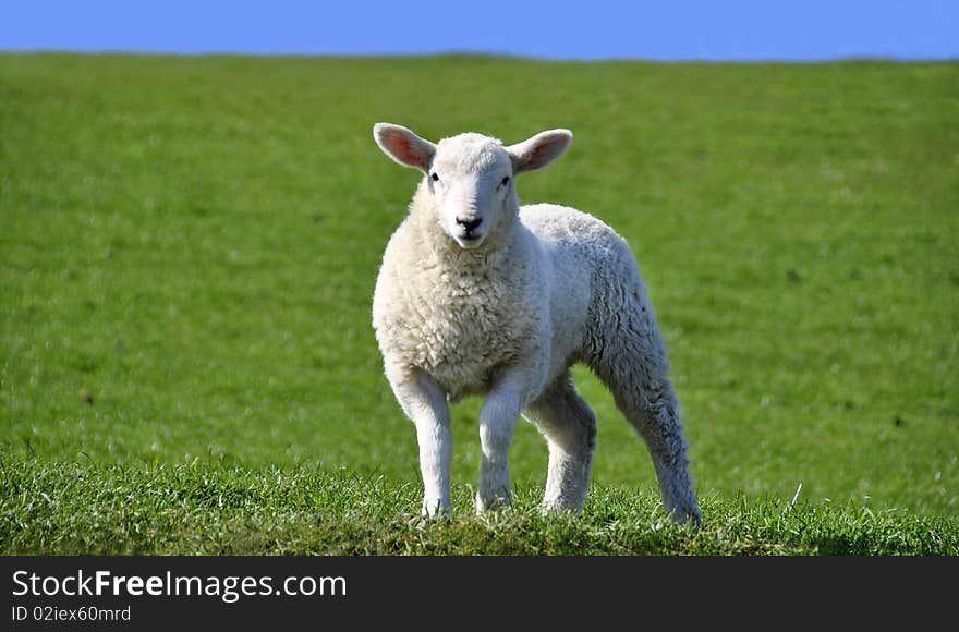 Cute Curious Lamb Looking at the Camera in Spring