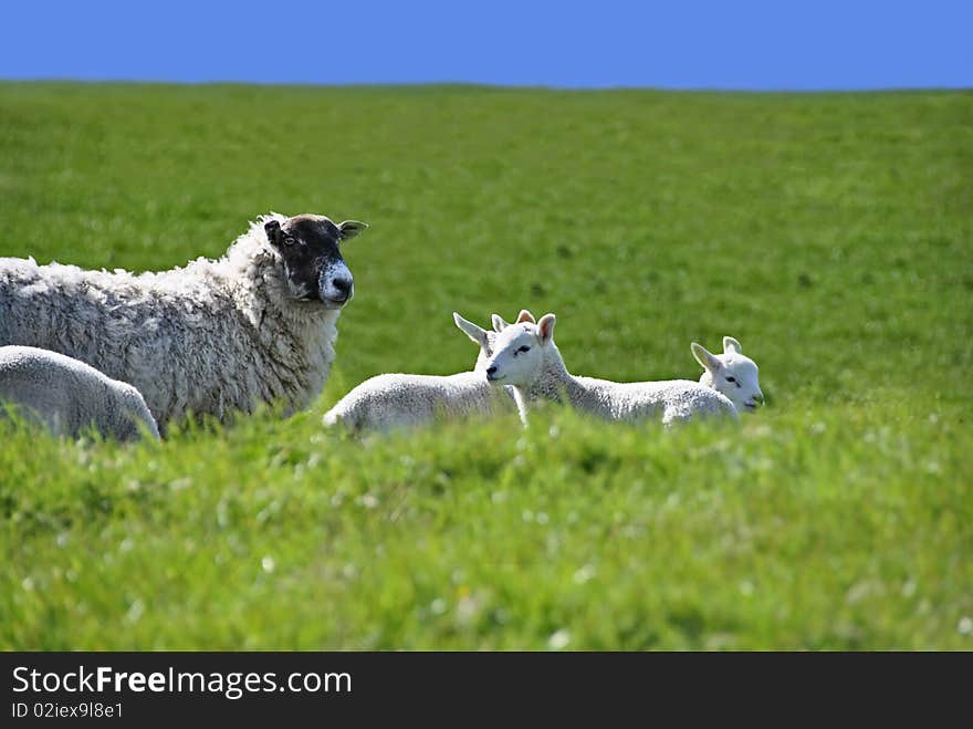 Sheep with Four Cute Lambs in the Green Grass Field with Blue Sky in Spring. Sheep with Four Cute Lambs in the Green Grass Field with Blue Sky in Spring