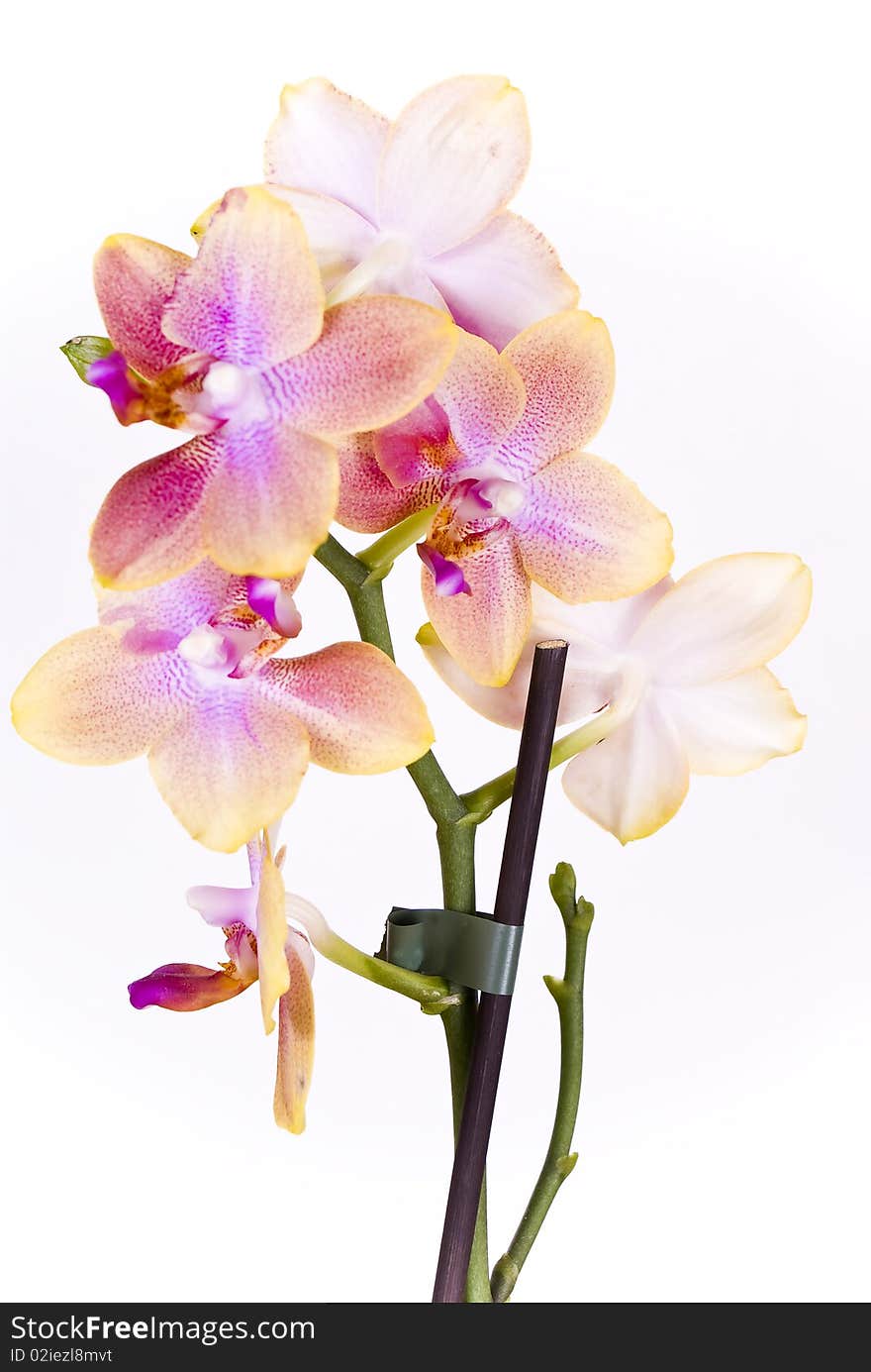 Orchid