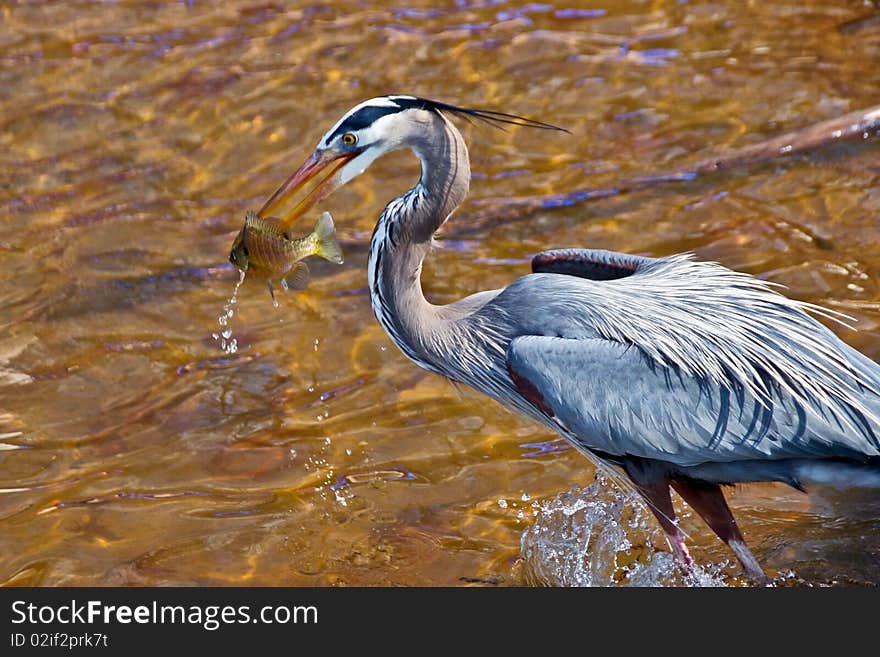 Heron catching a fish in his beak. Heron catching a fish in his beak.