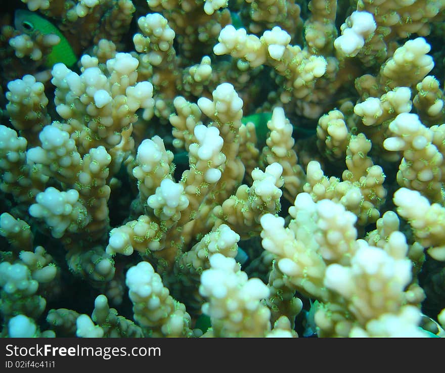 Coral reef underwater