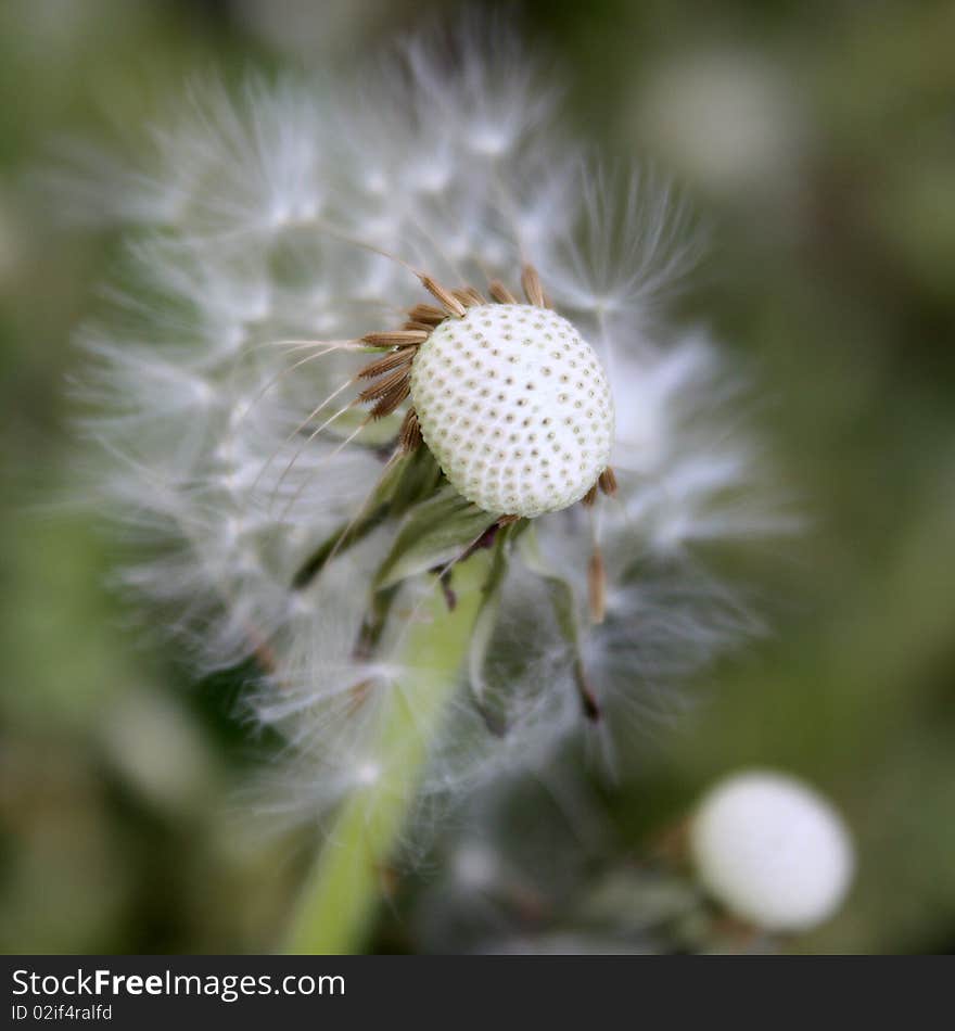 Taraxacum