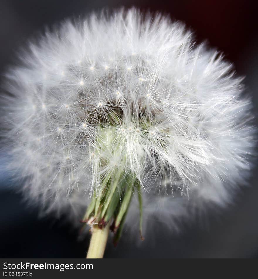 Taraxacum