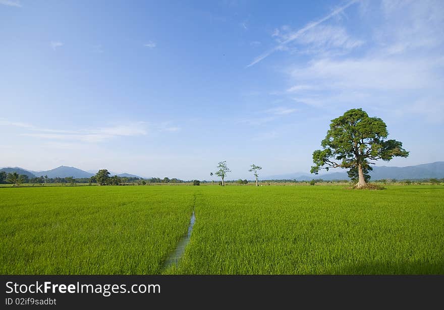 Padi Field LAndscape