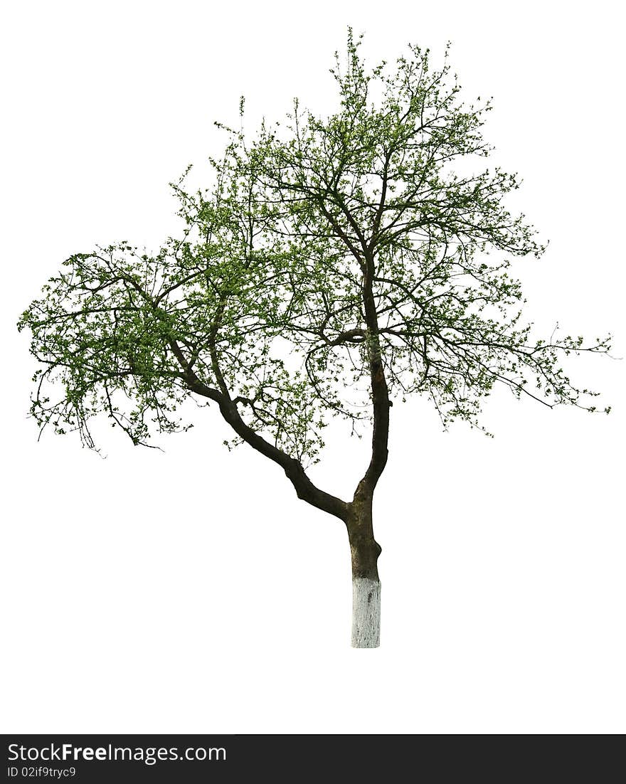 Green tree isolated on white