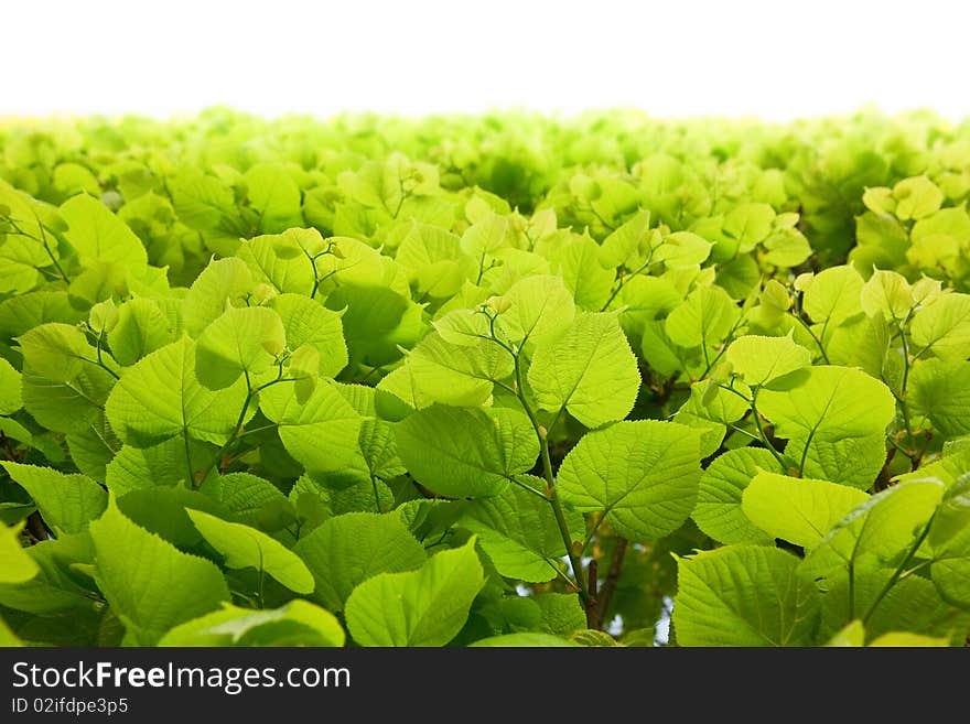 The wall of green leaves