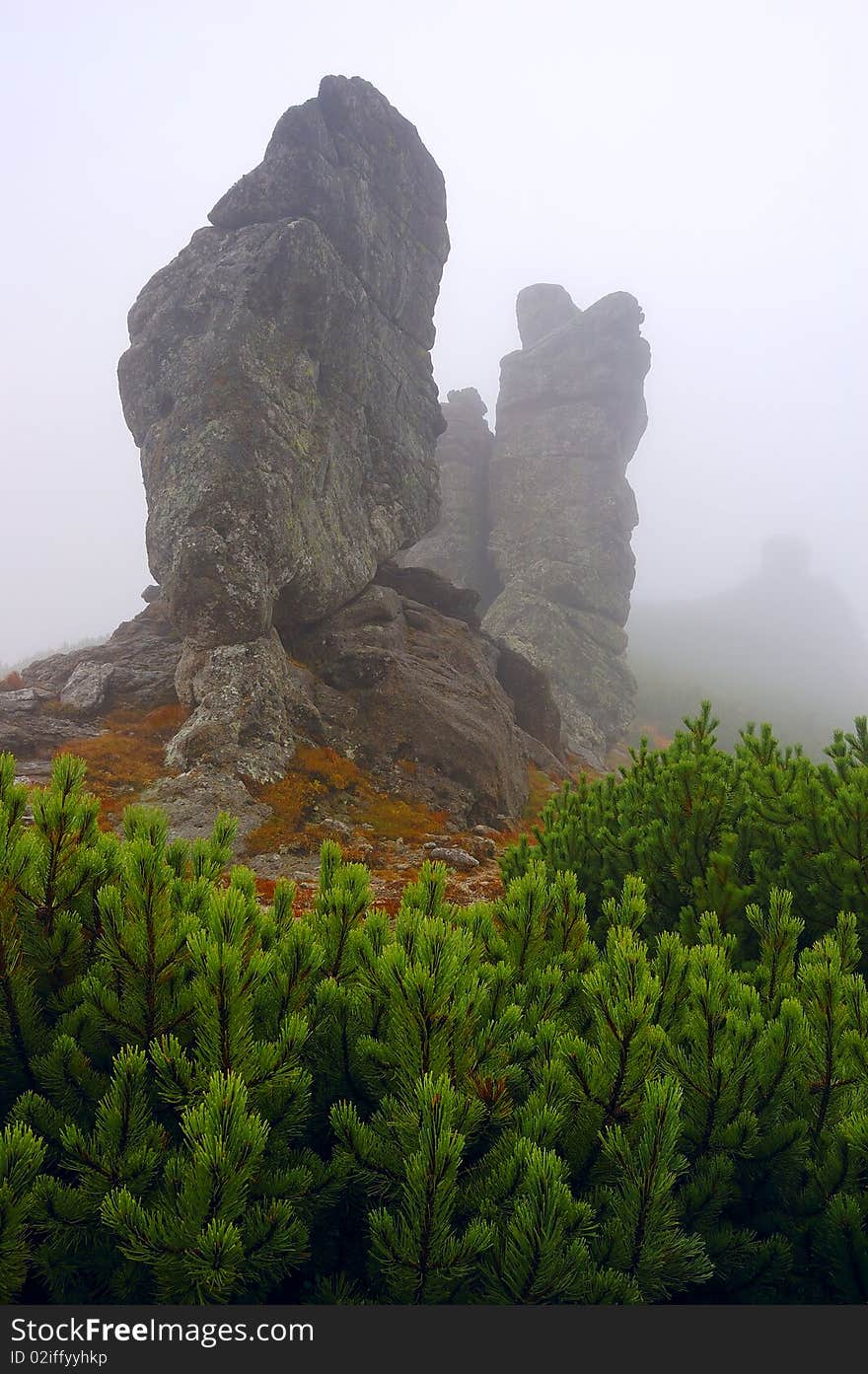 Stone in mountains and the Alpine pine in the foggy afternoon