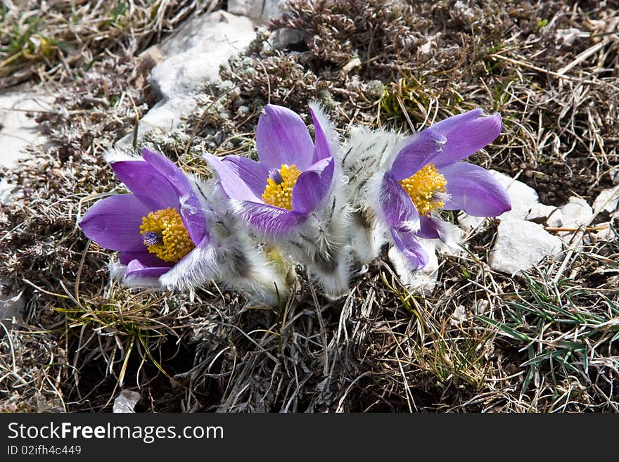 Crocuses and stones