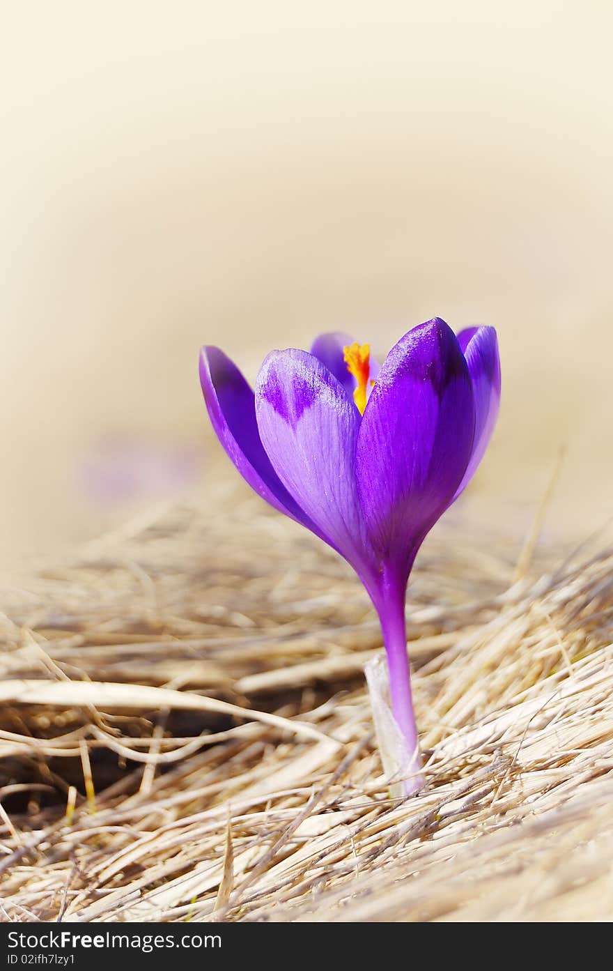 Blossoming Crocuses