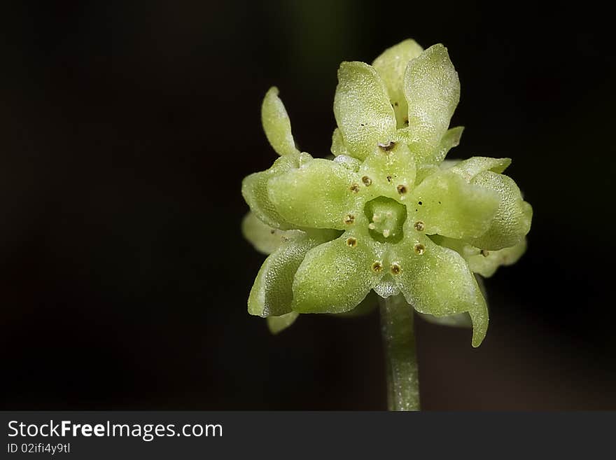 Macro shot of adoxa moschatellino (small flower)