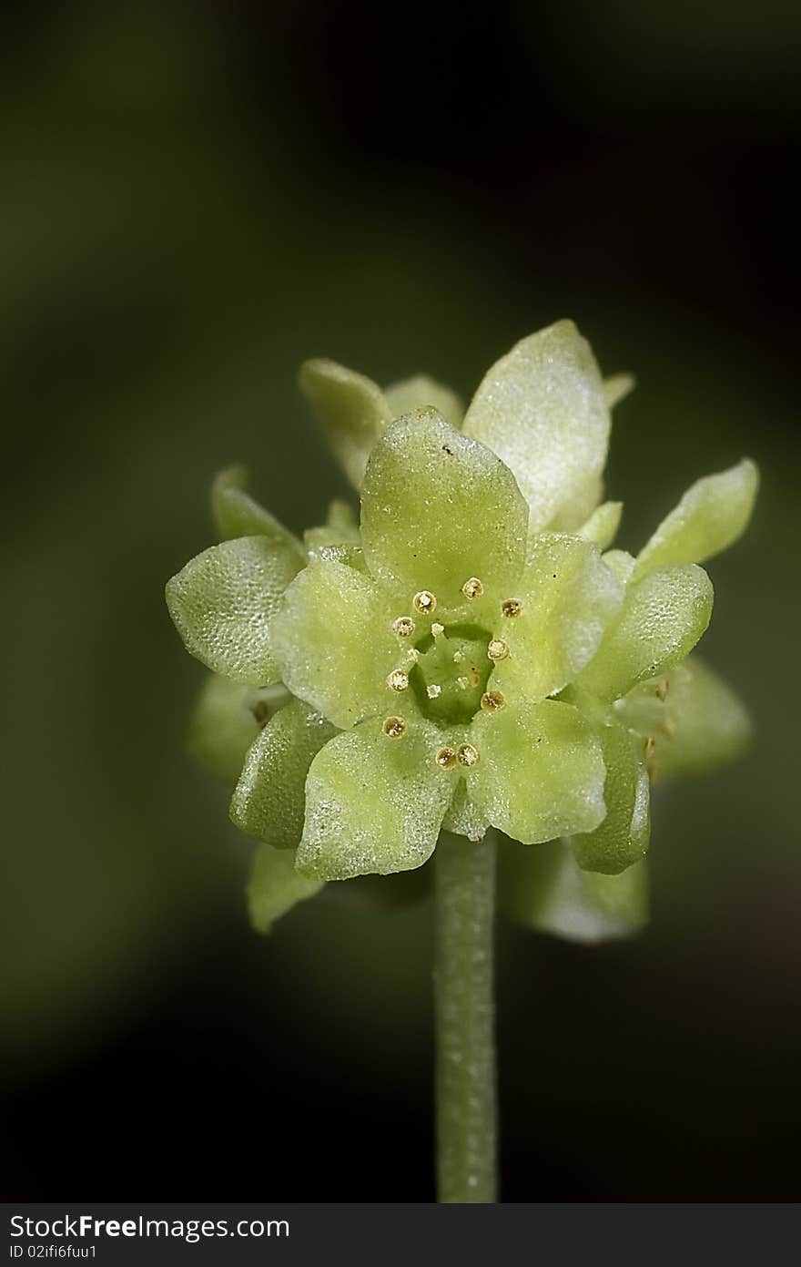 Macro shot of adoxa moschatellino (small flower)