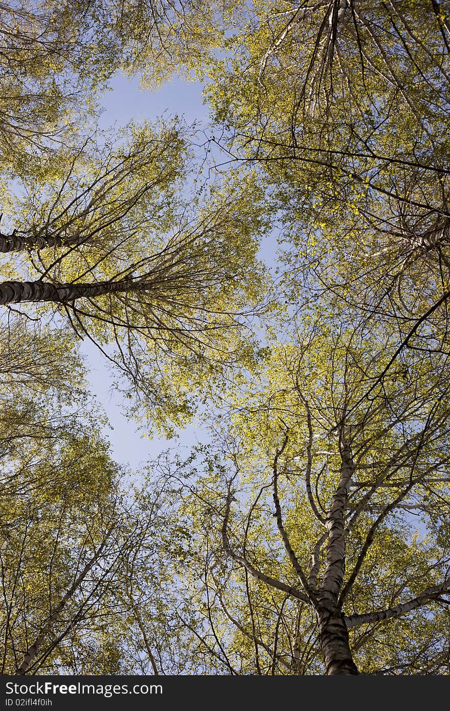 Tree branches in the sky