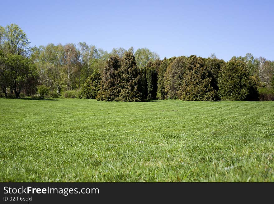 Sunny image with green grass and trees. Sunny image with green grass and trees