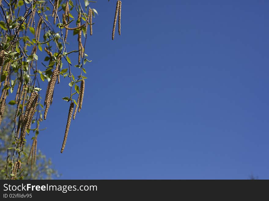 Tree leafs