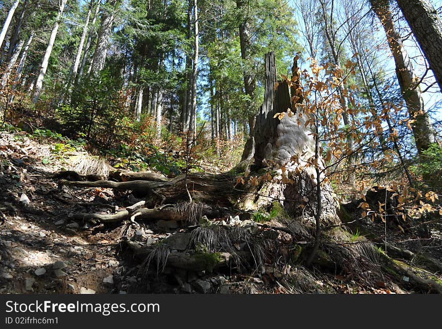 The mixed forest is in mountains