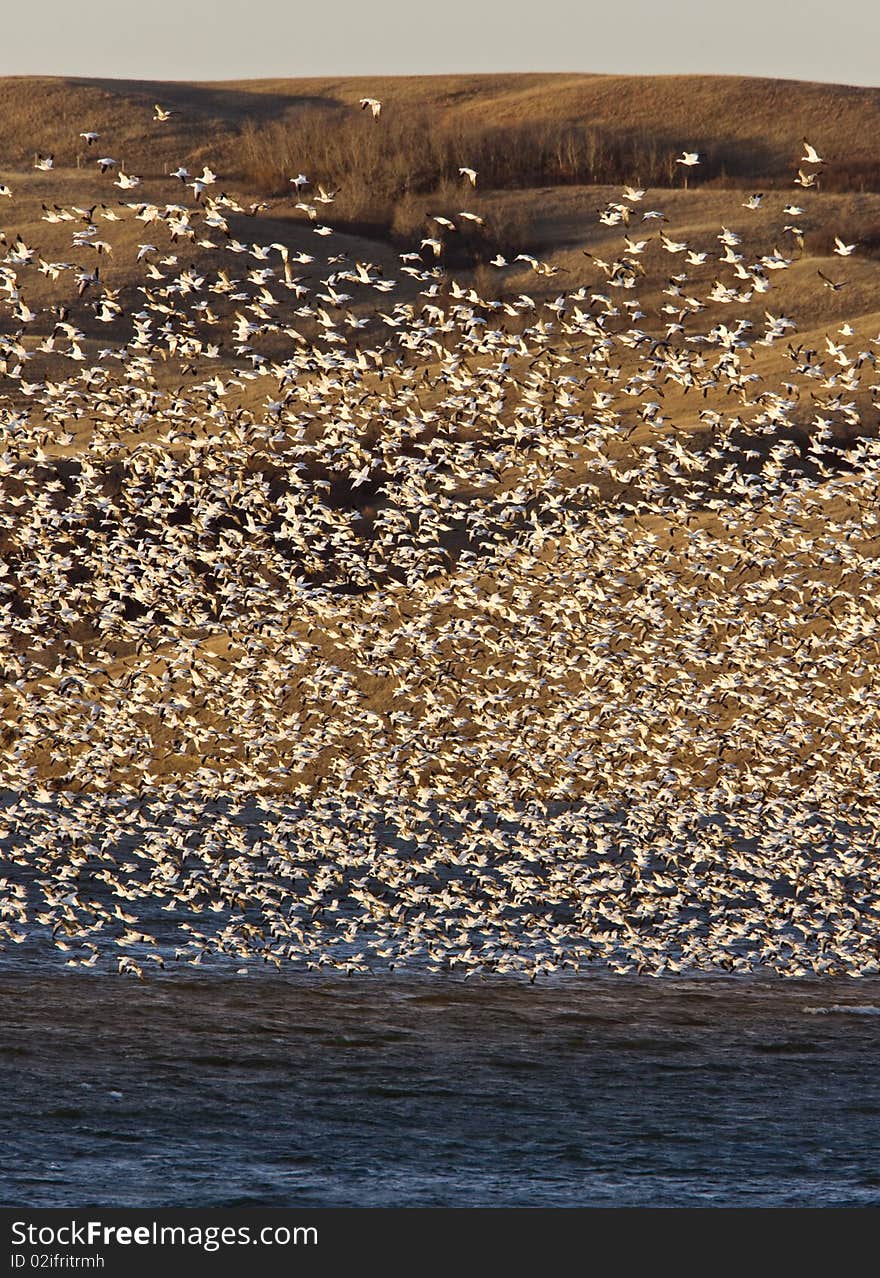 Snow Geese on Buffalo Pound Lake in flight Saskatchewan. Snow Geese on Buffalo Pound Lake in flight Saskatchewan