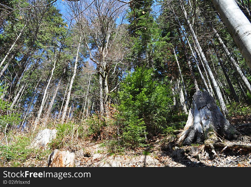 The mixed forest is in mountains