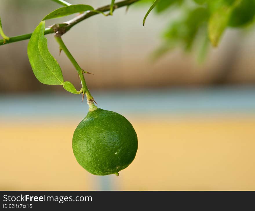 The picture of the lime, growing in the yard. The picture of the lime, growing in the yard