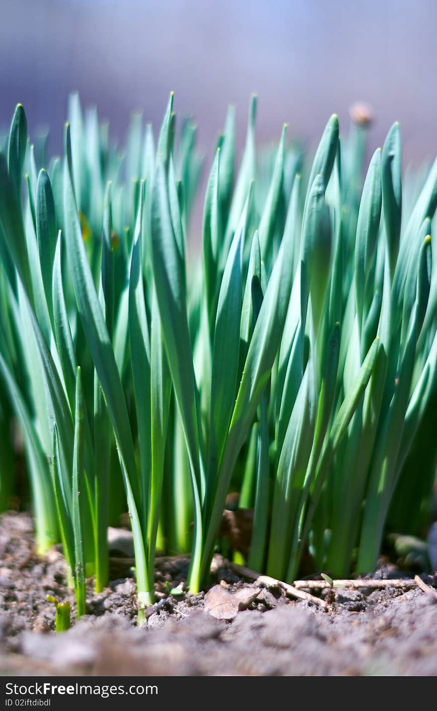 Young green of spring grass, background bokeh