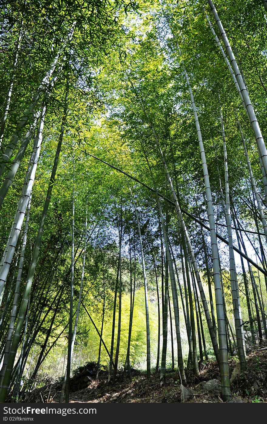 Bamboo Forest