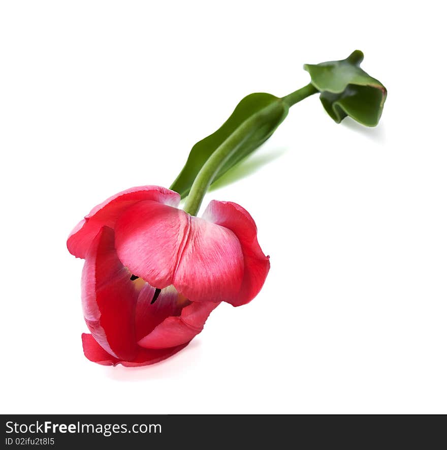 Pink Tulip isolated on the white background. Pink Tulip isolated on the white background