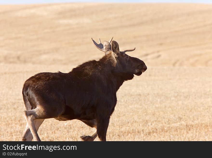 Young Bull Moose running in prairie field Saskatchewan