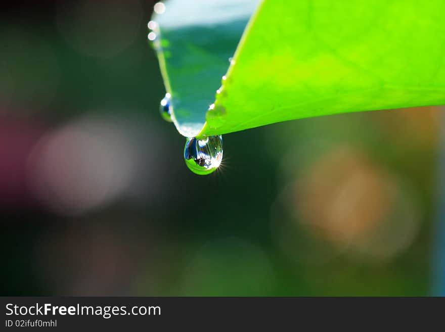 Many water dew drop in the morning. Many water dew drop in the morning.