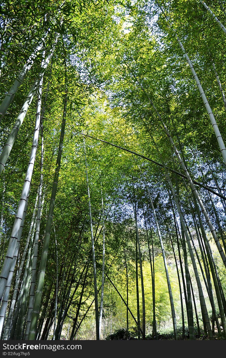 Bamboo forest