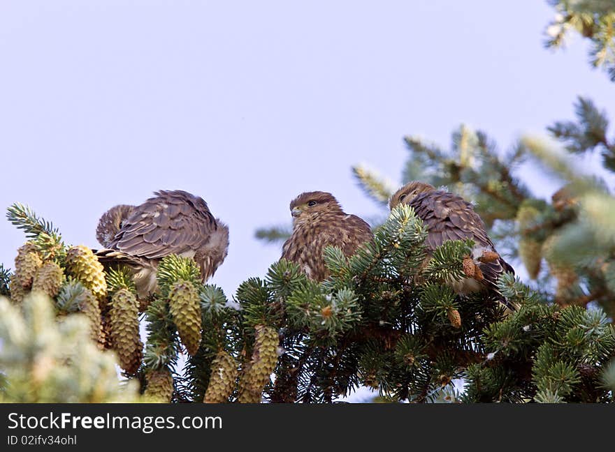 Hawk fledglings in pine tree baby. Hawk fledglings in pine tree baby