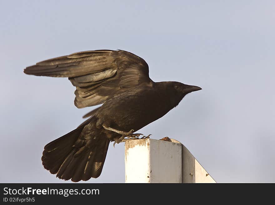 Crow fledgling perched on sign Black