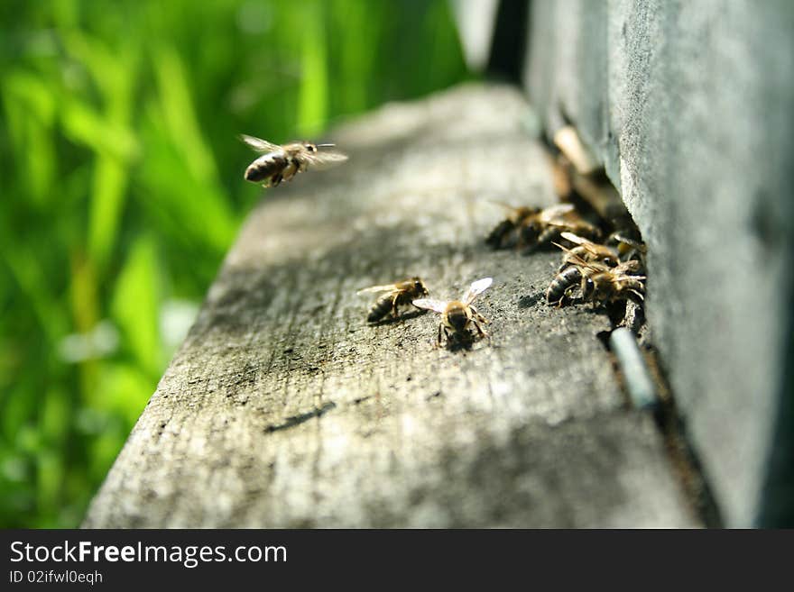 Bees at nest entrance