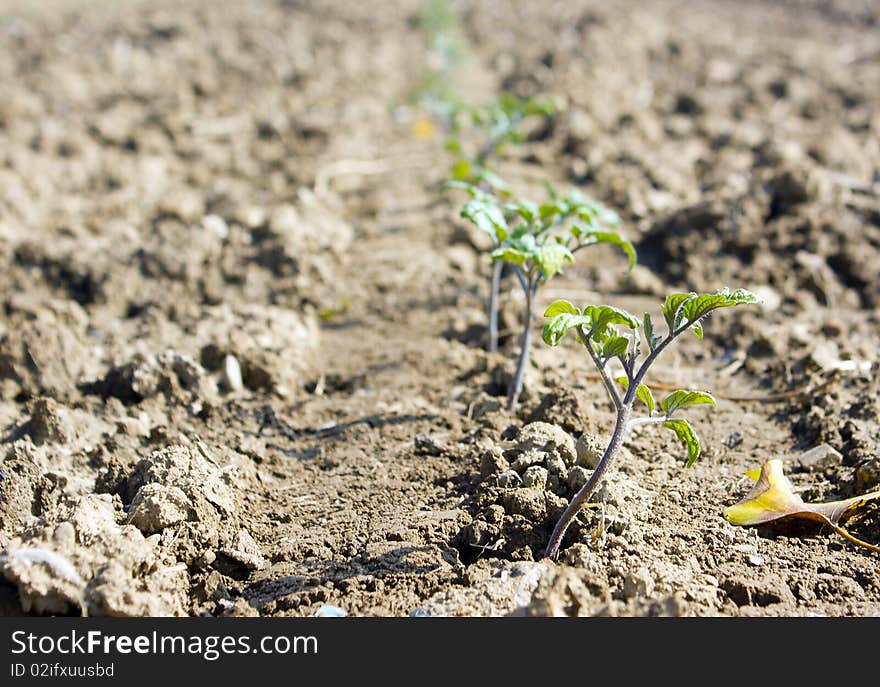 Young tomato plants growing in a field