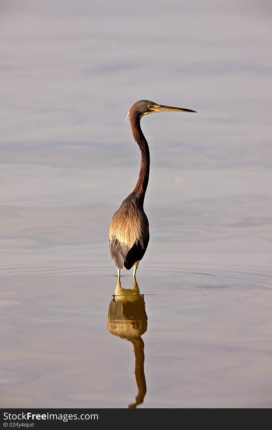 Great Blue Heron in Florida waters USA